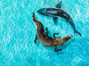 Imagen de Tiburón vs. mega cocodrilo - 5