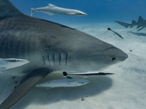 Imagen de Tiburón blanco: el reino del terror - 5