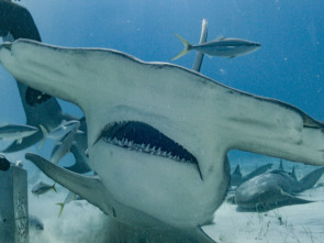 Imagen de Tiburón Mako en el abismo - 7