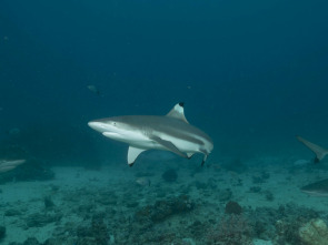 Imagen de Sharkzilla ataca Nueva York - 7