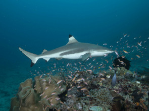 Imagen de Mi extraña adicción: tiburones - 1