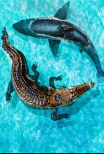 Imagen de Tiburón vs. mega cocodrilo - 8