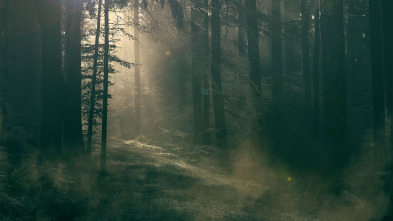 Imagen de Este bosque está...: ¿Intentaba matarme? - 3