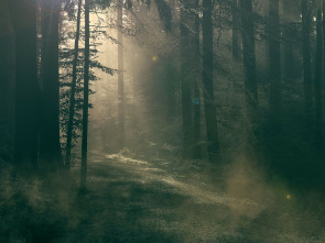 Imagen de Este bosque está...: ¿Intentaba matarme? - 1