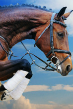 Imagen de Mundial de saltos ecuestres con caballos de cría (2025) - 3