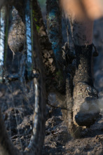 Imagen de Ciclocross de... (2026): Carrera F - 2