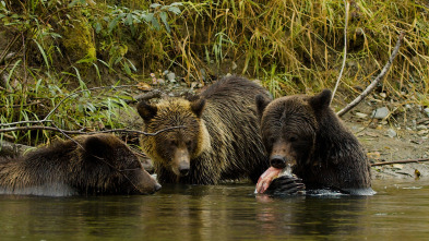 Imagen de Valley of the Bears - 3