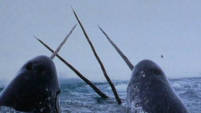Imagen de Thalassa curts: L'ofici de fer gòndoles - 3