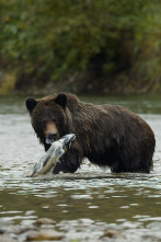 Imagen de Valley of the Bears - 2