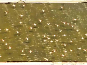 Imagen de Riu avall: Ribera Salada - 1