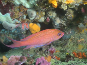 Imagen de Catalunya salvatge: Episodi 1 - 1