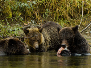 Imagen de Valley of the Bears - 1
