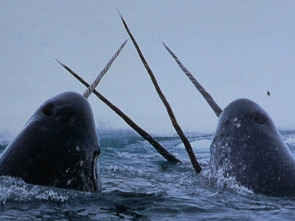 Imagen de Thalassa curts: L'ofici de fer gòndoles - 1