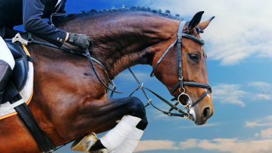 Imagen de Mundial de saltos ecuestres con caballos de cría (2025) - 8