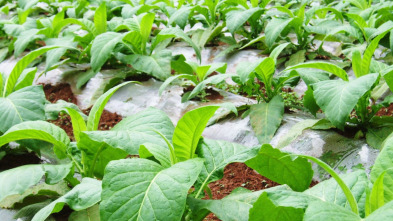 Imagen de La Besana en verde - 3