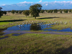 Imagen de El lince con botas 3.0 - 1