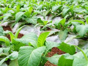 Imagen de La Besana en verde - 1