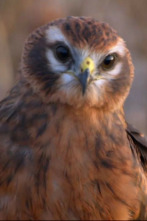 Imagen de Aguilucha, el espíritu indomable de una especie amenazada - 2