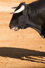 Imagen de Toros desde Barcarrota - 2