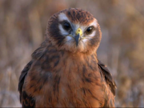 Imagen de Aguilucha, el espíritu indomable de una especie amenazada - 1