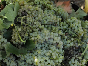 Imagen de La Besana en verde - 1