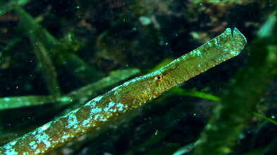 Imagen de L'arxipèlag indòmit - 3