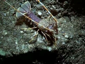 Imagen de Balears Salvatge: Misatges de la natura - 1