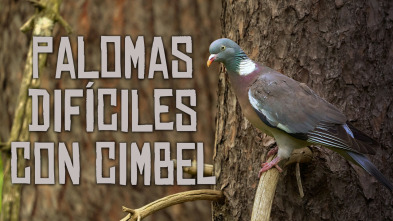 Palomas difíciles a cimbel