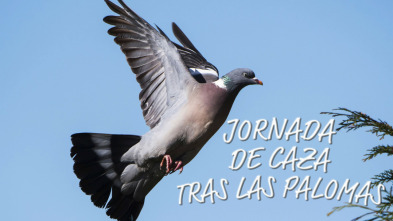 Jornada de caza tras las palomas