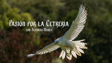 Pasion por la cetreria con Alfonso Morey
