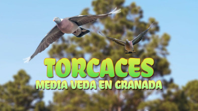 Imagen de Torcaces de media en Granada - 3