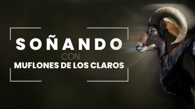 Soñando con muflones en Los Claros