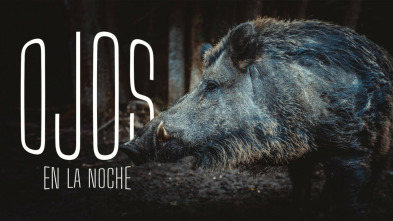 Ojos en la noche, tras la huella del jabalí