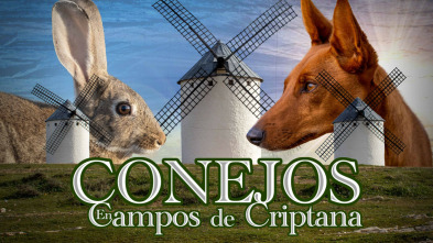 Imagen de Conejos en campo de Criptana - 3