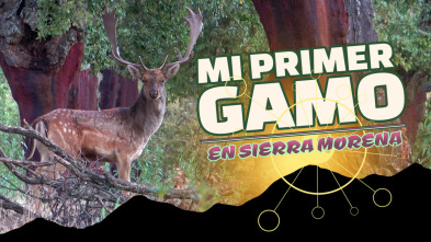 Mi primer Gamo en Sierra Morena