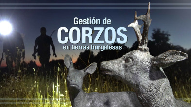 Gestión de corzas en tierras burgalesas
