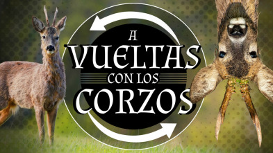 A vueltas con los corzos