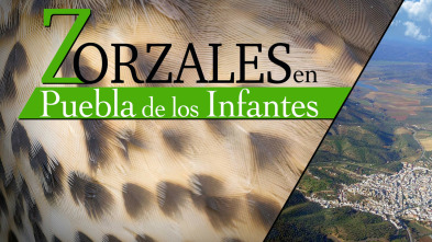Zorzales en la puebla de los infantes