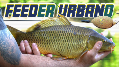 Feeder urbano 2,0