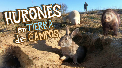 Imagen de Hurones en tierra de campos - 3