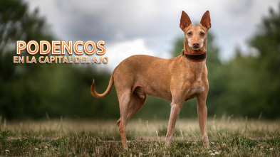 Imagen de Podencos a pelo y a pluma - 3