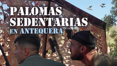 Imagen de Palomas sedentarias en Antequera - 3