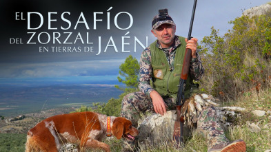 Imagen de El desafío del zorzal en tierras de Jaén - 3
