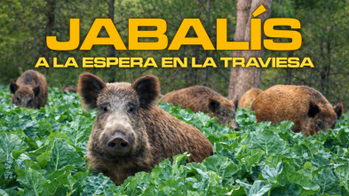 Imagen de Jabalís a la espera en la traviesa - 3