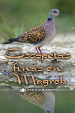 Imagen de Escopetas finas en el Magreb - 2