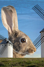 Imagen de Conejos en campo de Criptana - 2