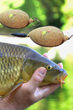 Feeder urbano 2,0