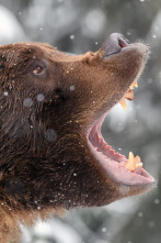 Imagen de Rumanía, el embrujo de la caza salvaje - 2