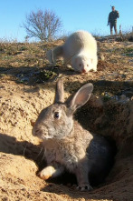 Imagen de Hurones en tierra de campos - 2