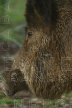 Imagen de Cabañeros - 2